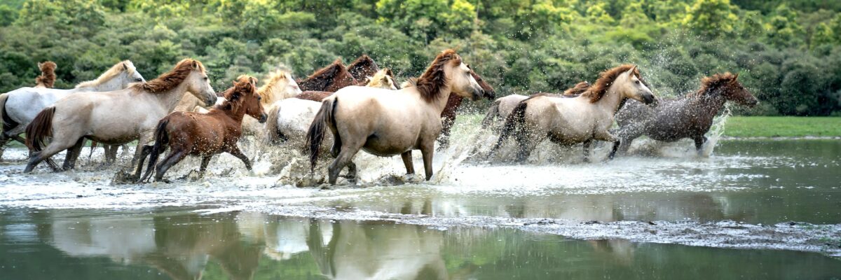 Wild horses splash through a shallow body of water; lush green trees fill the background.