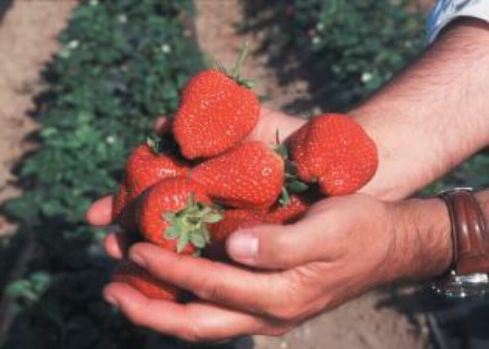 A person standing in a field holds a bunch of bright red strawberries in their hands