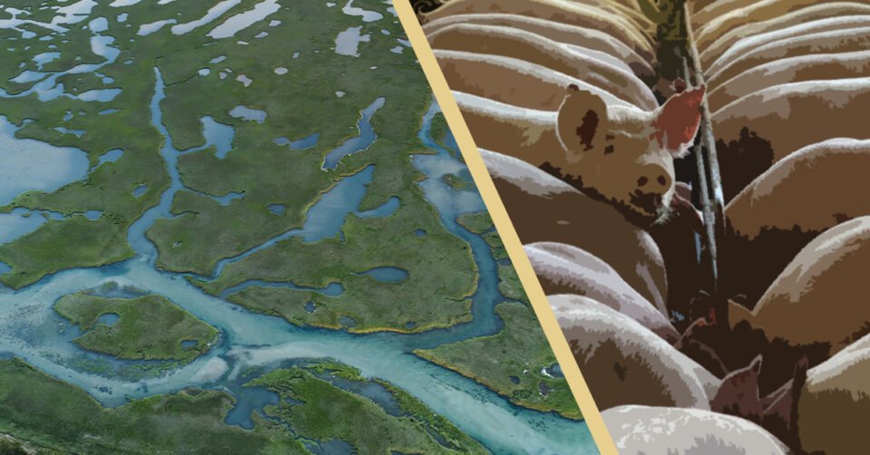 On the left, a blue and green aerial image of wetlands; on the right, a posterized image of pigs at an animal farm.