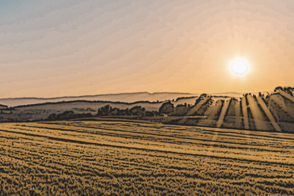 The sun rising over an agricultural field.
