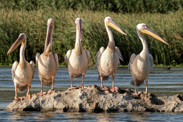 Five white pelicans resting on a rock