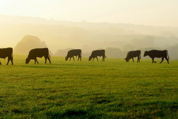 Cows grazing in a hazy field