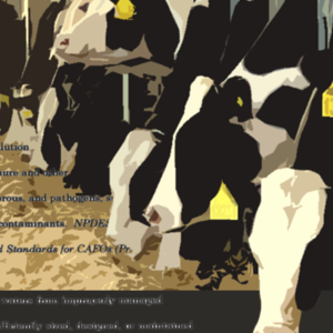 A posterized black, white, tan, and yellow graphic showing text relating to CAFO enforcement actions in the foreground and a long row of cattle feeding on straw in the background.